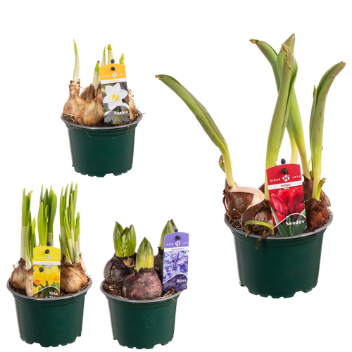 Луковичные микс 20/12 см