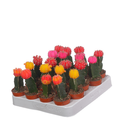 Кактус Гимнокалициум 15/5 см