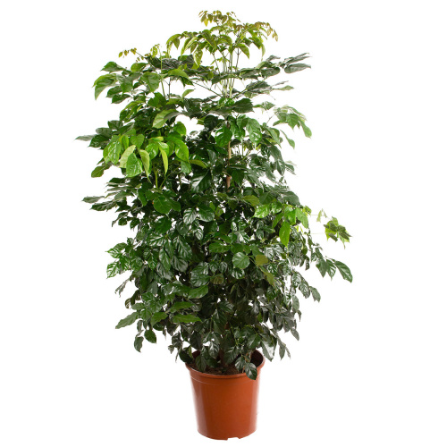 Радермахера 150/30 см