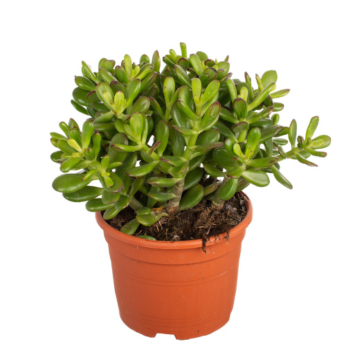 Крассула конволюта 30/17 см