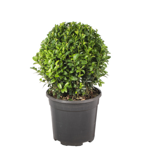 Буксус шар 30/17 см