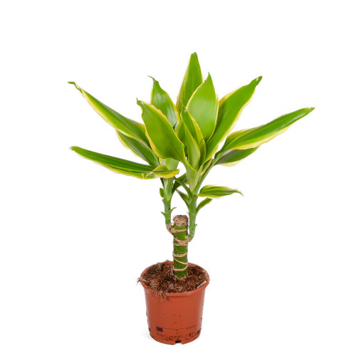 Драцена Голден кост 45/11 см