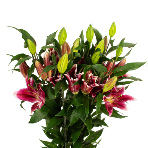 Лилия ред доун (5 шт)