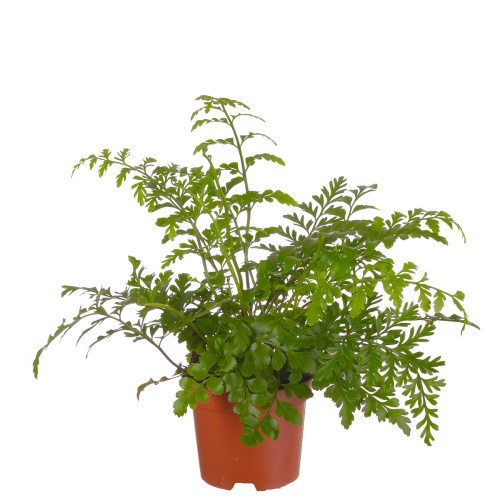 Асплениум парвати 15/9 см