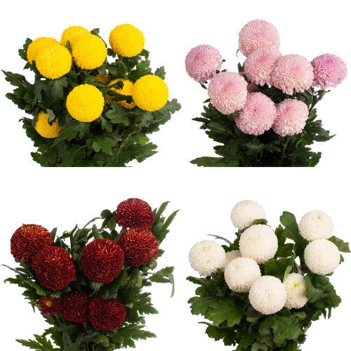 Хризантема одноголовая микс Китай (10 шт)