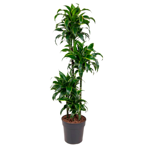 Драцена дорадо карусель 140/27 см