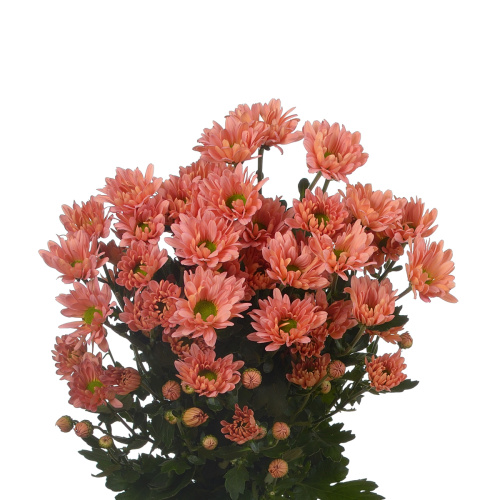 Катенька салмон хризантема кустовая (5 шт)