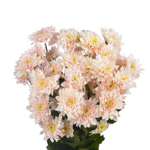 Пастела розовая хризантема кустовая (5 шт)