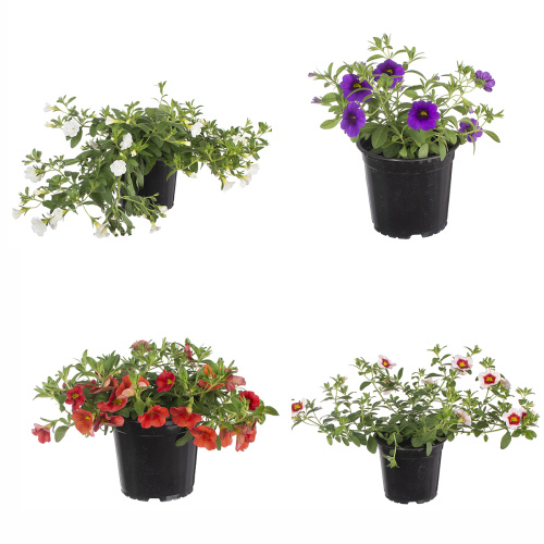 Калибрахоа микс 30/12 см