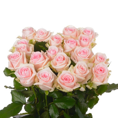 Свит ревайвл (15 шт) рм