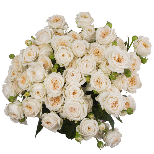 Берд сонг куст. (10 шт) рм