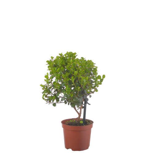 Мирсина африкана 20/8 см