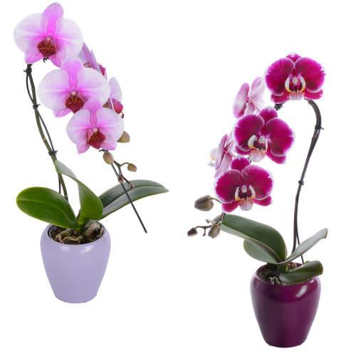 орхидея фаленопсис сван 1 цв 30/7 см