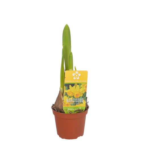 Нарцисс тет а тет 10/5 см