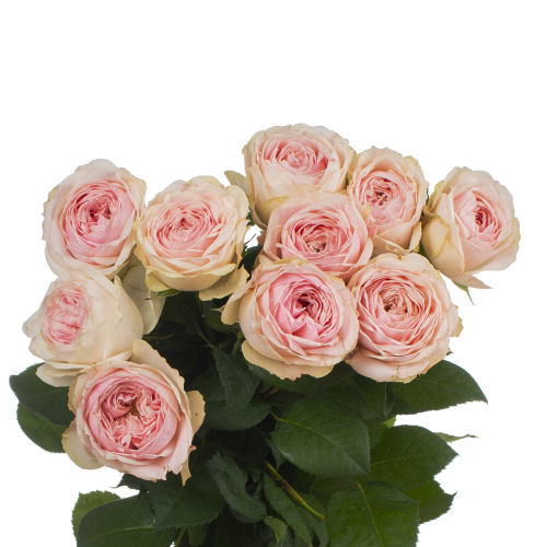 Мансфильд парк садовая (10 шт) рм