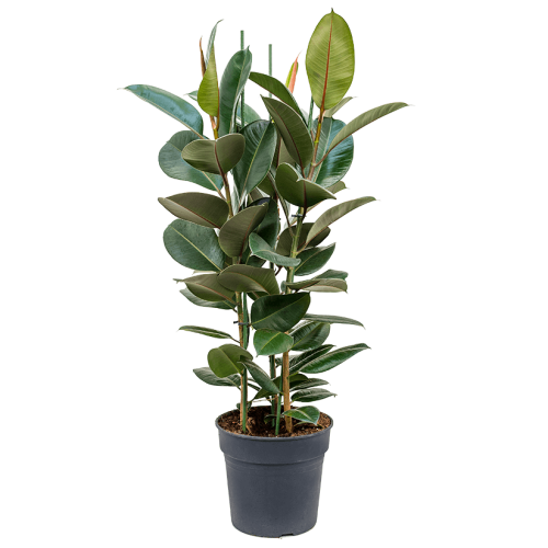 Фикус робуста 140/27 см