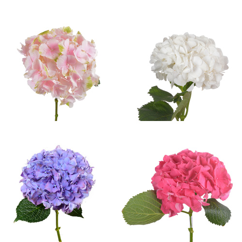Гидрангея микс (1 шт)