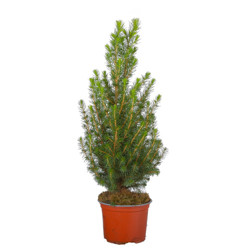 Ель глаука коника 50/13 см