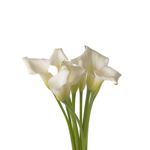 калла кристал блаш (10 шт)