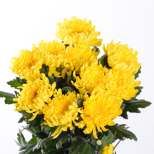 Петр одн. желтый (10 шт)