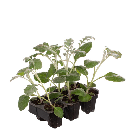 Рассада цинерария (х6)