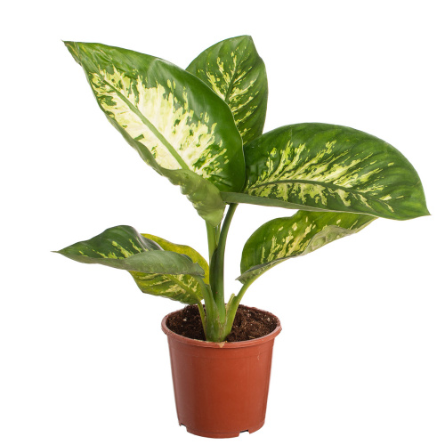 Диффенбахия тропик сноу 70/17 см