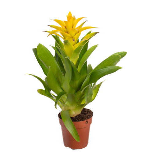 Гузмания диана 40/12 см