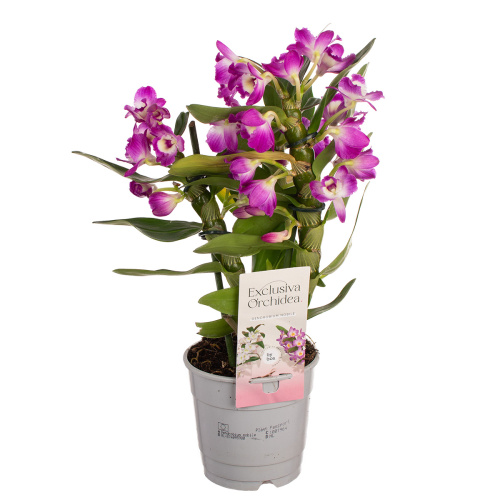 Орхидея дендробиум акатзуки 3 цв 55/12 cv