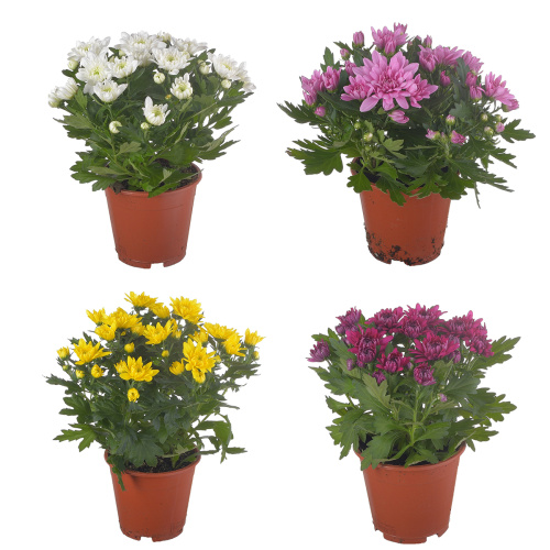 Хризантема грандезза 35/13 см