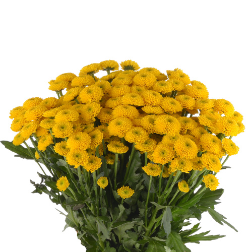 Сантини Ауринко желтая (25 шт)