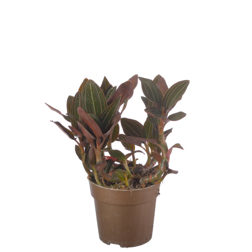 Орхидея лудизия дисколор 30/12 см