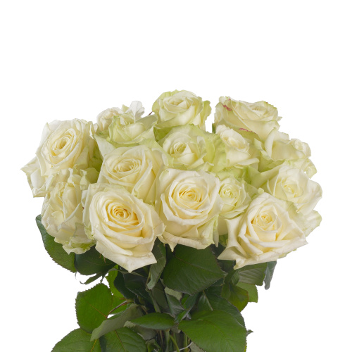 Авеланче (15 шт) рм