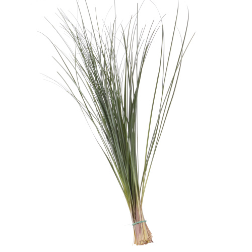 Берграас (банч)