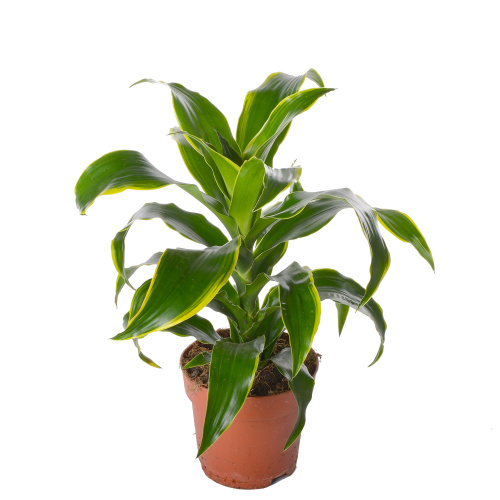 драцена дорадо 50/17 см