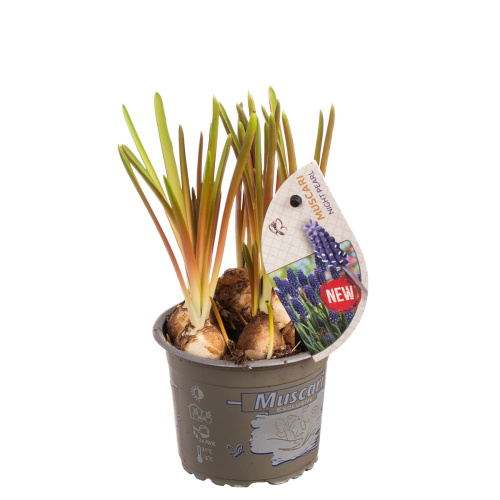 Мускари найт перл 15/9 см