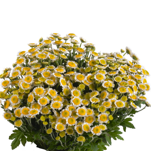 Сантини Сан Ап (25 шт)