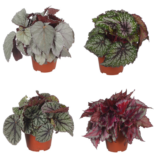 Бегония рекс 25/12 см