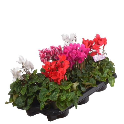 Цикламен аллюр микс 20/12 см