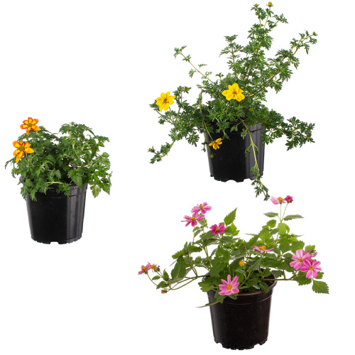 Биденс 20/12 см