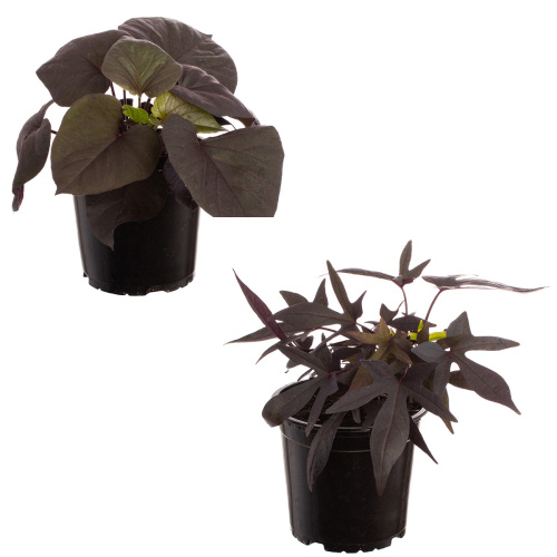 Ипомея 20/12 см