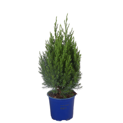 Можжевельник китайский стрикта 50/13