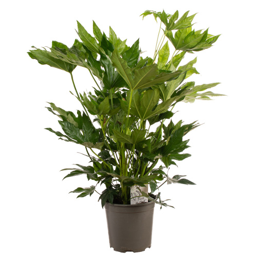 Фатсия японика 100/24 см