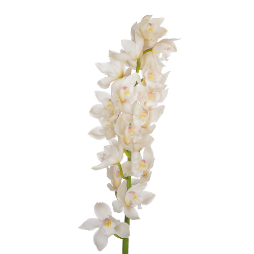 орхидея цимбидиум белая 80 см (1 шт)