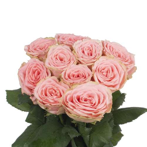 Софи лорен (10 шт) пс