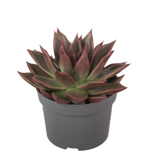 Эхиверия антарис 15/13 см