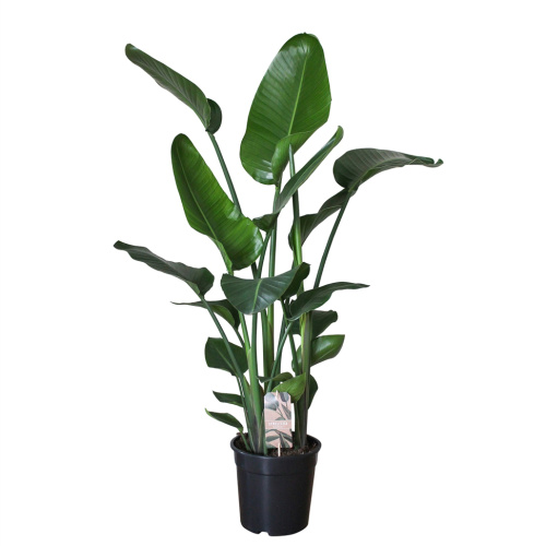 Стрелиция николай 150/24 см