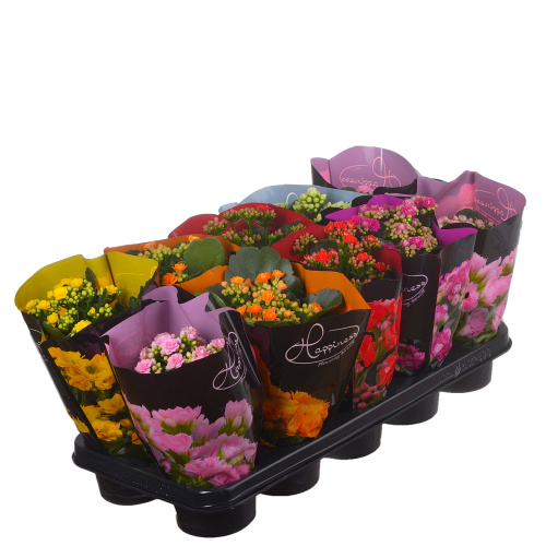 Каланхое махровое микс 30/12 см