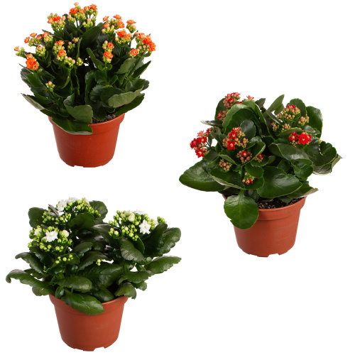 Каланхое махровое микс 30/15 см