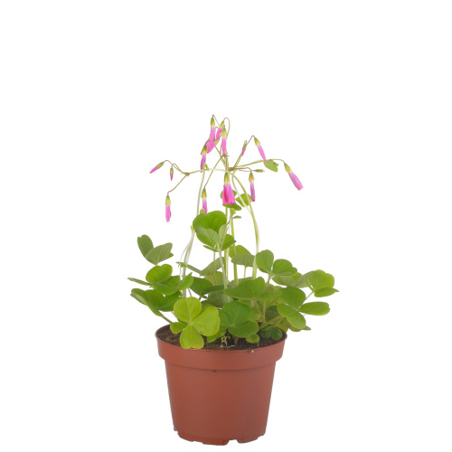 Оксалис амаранта 20/13 см