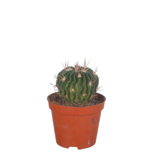 Кактус эхинофоссулокактус 15/8 см